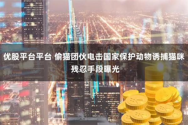 优股平台平台 偷猫团伙电击国家保护动物诱捕猫咪 残忍手段曝光