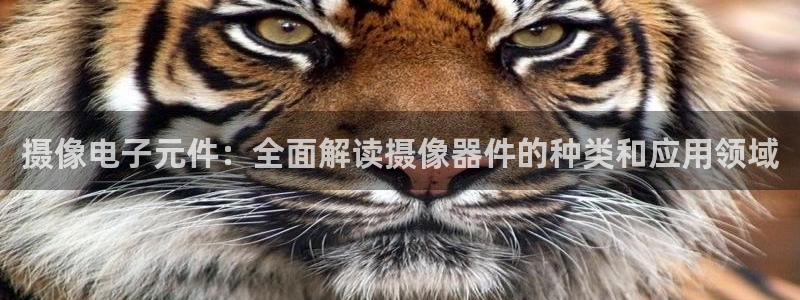 pg电子游戏辅助